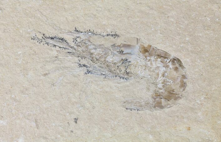 Cretaceous Fossil Shrimp - Lebanon #69989